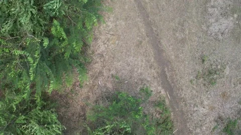 Top-down aerial view of a dirt path through vegetation Stock Footage 278367426
