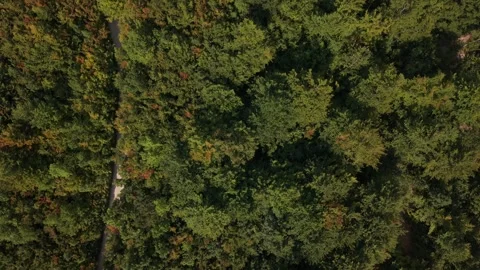 Top Down Aerial View of Dirt Forest Roads Cut Through Dense Canopy at Prenj  Stock Footage 342939795