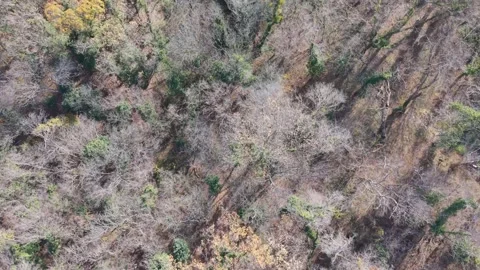 Top-Down Aerial View of Dry Winter Forest Floor Texture Landscape Stock Footage 324889870
