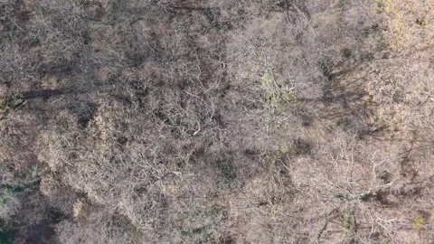 Top-Down Aerial View of Dry Winter Forest Floor Texture Landscape Stock Footage 324889913