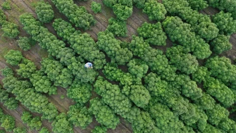 Top down aerial view of farmer inspecting plants in hemp field on organic farm Stock Footage 167047566