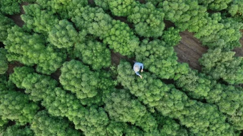 Top down aerial view of farmer inspecting plants in hemp field on organic farm Stock Footage 167856564