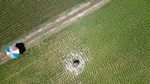 Top Down Aerial View of Farmer Working in Rice Field with Colorful Umbrella Video stock 308228974