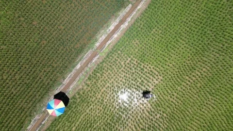 Top Down Aerial View of Farmer Working in Rice Field with Colorful Umbrella Stock Footage 308228979