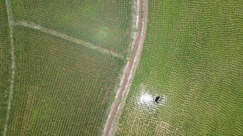 Top Down Aerial View of Farmer Walking Along Path in Green Rice Fields Stock Footage 308228992