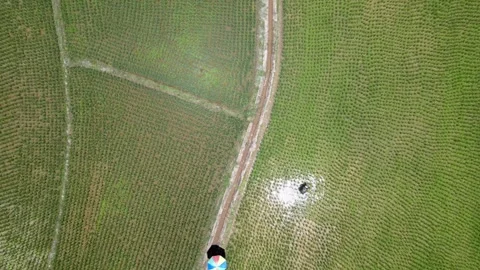 Top Down Aerial View of Farmer Walking Along Path in Green Rice Fields Stock-Footage 308229011