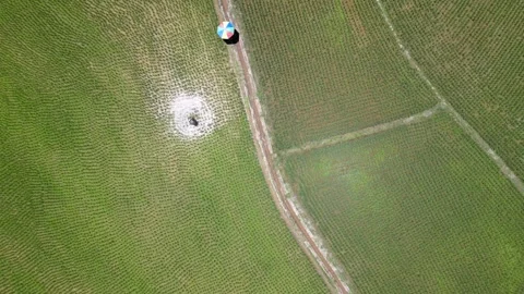 Top Down Aerial View of Farmer Walking Along Path in Green Rice Fields Video stock 308229029