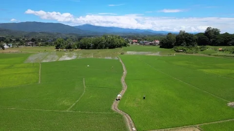Top Down Aerial View of Farmer Walking Along Path in Green Rice Fields Video stock 308229053