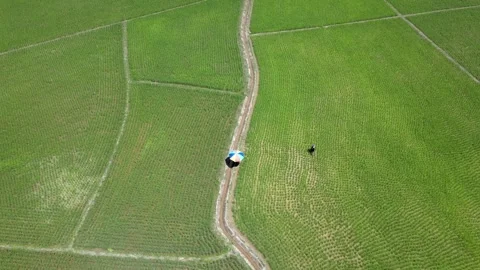 Top Down Aerial View of Farmer Walking Along Path in Green Rice Fields Video stock 308229055
