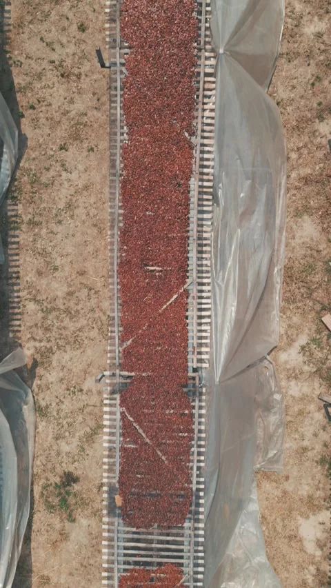 Top-down aerial view of fermented cocoa beans sun-drying on wooden racks at a Stock Footage 345834199