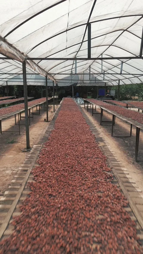 Top-down aerial view of fermented cocoa beans sun-drying on wooden racks at a Stock Footage 345834215