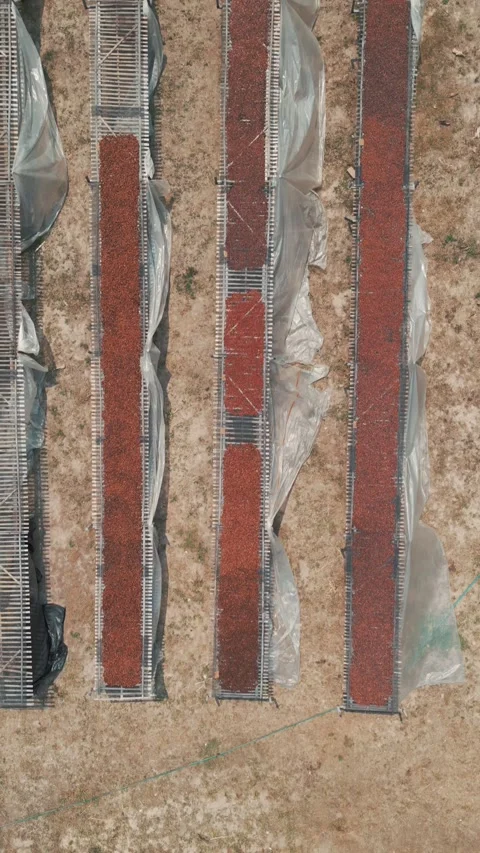 Top-down aerial view of fermented cocoa beans sun-drying on wooden racks at a Stock Footage 345834238