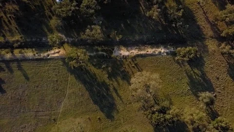 Top down aerial view on field with white grazing cows on a ranch. Green trees Stock Footage 119377602