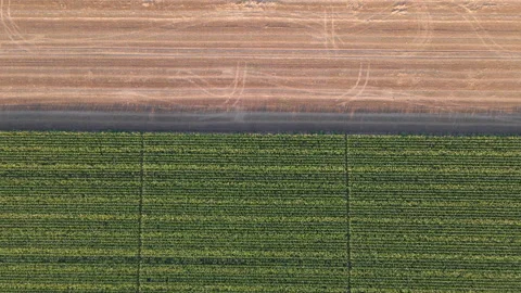 Top down aerial view of the field organised in stripes Video stock 135962742