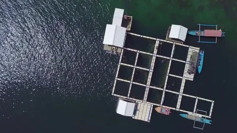 Top Down Aerial View of Floating Net Cages Marine Aquaculture Farm in Indonesia Stock Footage 341668251