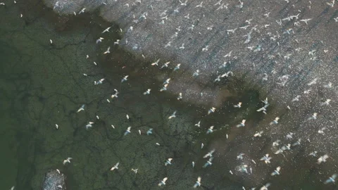 A top-down aerial view of a flock of seagulls taking off from the beach shores. Stock Footage 159465995