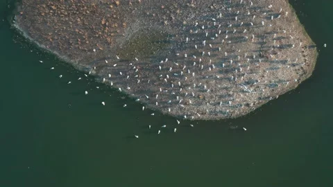 A top-down aerial view of a flock of seagulls sitting on an island on a summer Stock Footage 159466617