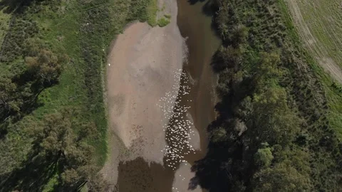 Top Down Aerial View of a Flock of White Birds Flying Over a Creek 스톡 동영상 304853419