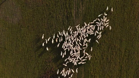 Top-Down Aerial View of Flock of Sheep Moving Across Green Field Stock Footage 327881231