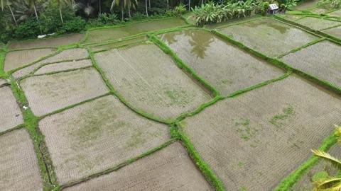 Top Down Aerial View of Flooded Rice Fields in Bali Stock Footage 347590607