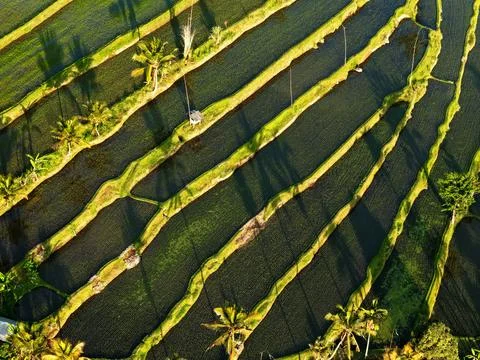 Top Down Aerial View of Flooded Rice Terraces in Indonesia Stock Photos
