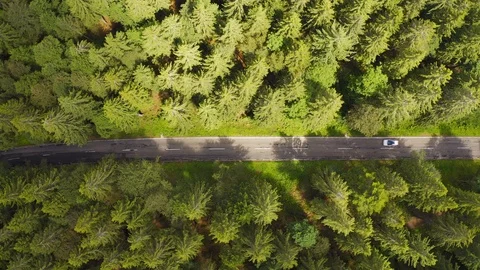 Top down aerial view flying over forest road with car.Green trees of woods Stock Footage 114930122