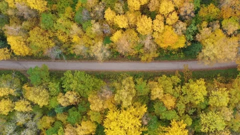 Top down aerial view flying along gravel road in yellow autumn fall forest Stock Footage 143605237