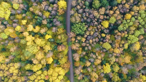 Top down aerial view flying along gravel road in yellow autumn fall forest Stock Footage 143605330