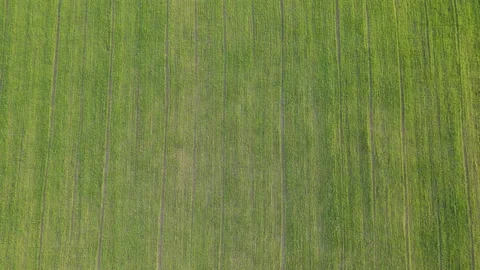 A top-down aerial view from a flying drone on a green agricultural field Stock Footage 236761039