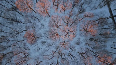 Top-down aerial view flying over a leafless winter forest with treetops glo.. Stock Footage 329663519