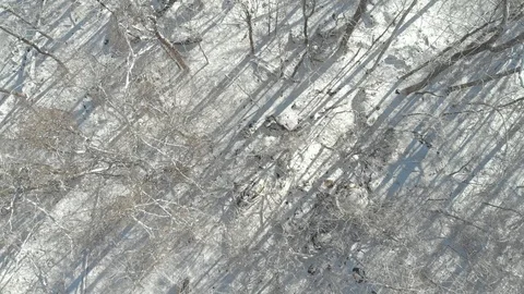 Top Down Aerial View of Forest with Snow Stock-Footage 109134805