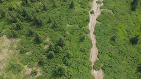 A top-down aerial view of a forest path among spruces and a green meadow. Video stock 181381707