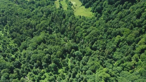 A top-down aerial view of a forest clearing among mixed green forest on a summer Stock Footage 181538476