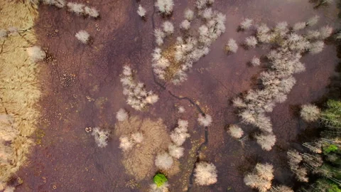 Top down aerial view with a forest landscape flooded by spring floods. Stock Footage 292772959