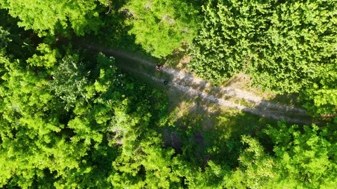 Top Down Aerial View of Forest Path in Piedmont Italy Stock Footage 337519547