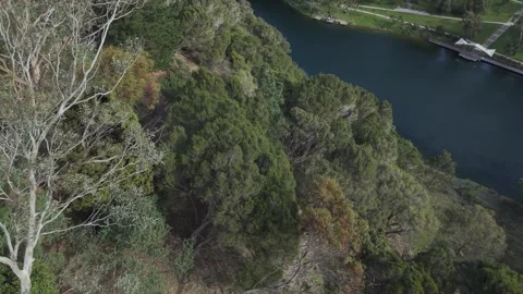 Top-down aerial view of forest next to a winding river Stock Footage 339377359