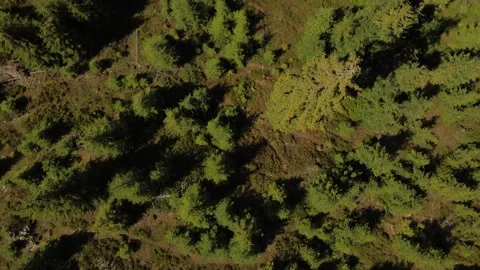 Top-Down Aerial View of Forest Canopy Near Beliș-Fântânele Reservoir Stock Footage 345512548
