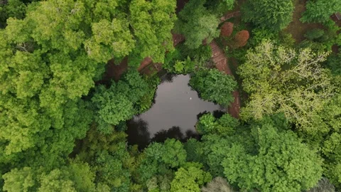 Top-Down Aerial View of a Forest Pond in Coimbra, Portugal Stock-Footage 345840359