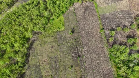 Top Down Aerial View of Forest Farmland Stock Footage 346385475