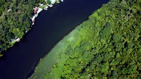 Top-Down Aerial View of Forested Riverbank and Clear Water Vegetation Stock Footage 312901877