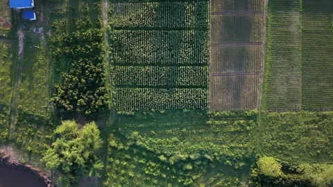 Top down aerial view of geometric green agricultural fields and crops Stock-Footage 335129181