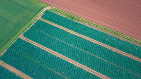 Top-Down Aerial View of Geometric Agricultural Crop Rows and Farmland Stockbeeldmateriaal 338352026