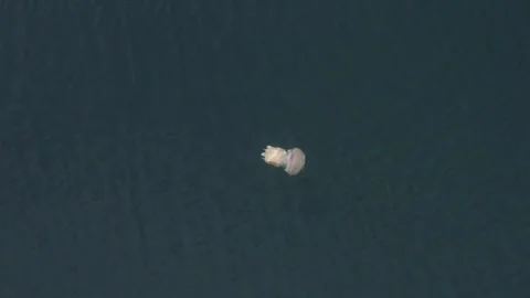 Top down aerial view of a giant medusa jellyfish swimming in the ocean Stock Footage 247979968