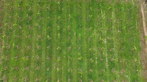 Top-down aerial view of grape cultivation fields in rural landscape Stock Photos