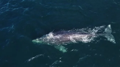 Top Down Aerial View of a Gray Whale Spouting and Diving Vidéo 347770690