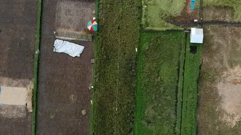 Top down aerial view of green rice field pattern Stock Footage 155939653