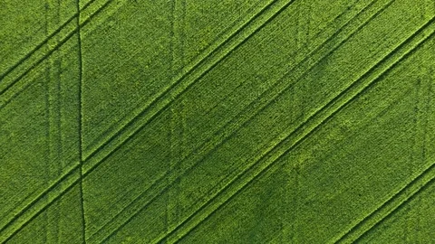 Top down aerial view on green endless field with growing crops of barley in Vidéo 157143250