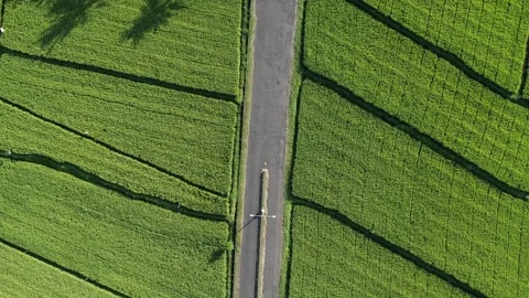 Top-down aerial view of green rice fields. Stock Footage 243902108