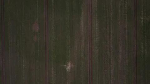 Top down aerial view of a green meadow nature preserve pasture in Brandenbu.. 스톡 동영상 244220868