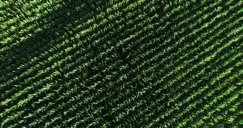 Top Down Aerial View of a Green Cornfield The Concept of an Agriculture 스톡 동영상 317842867